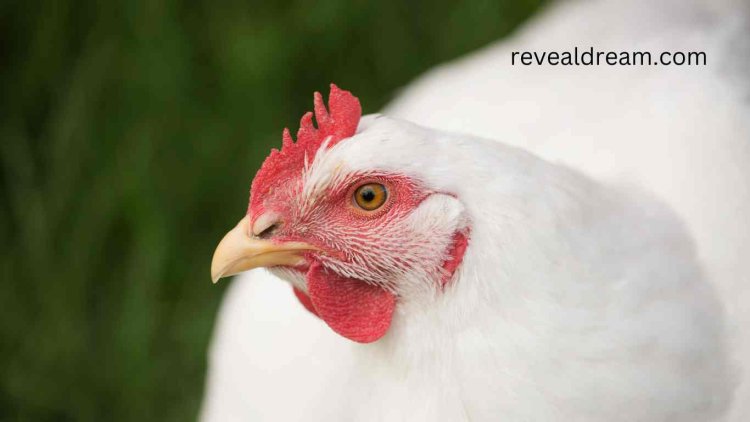 Spiritual Meanings of a White Chicken in a Dream