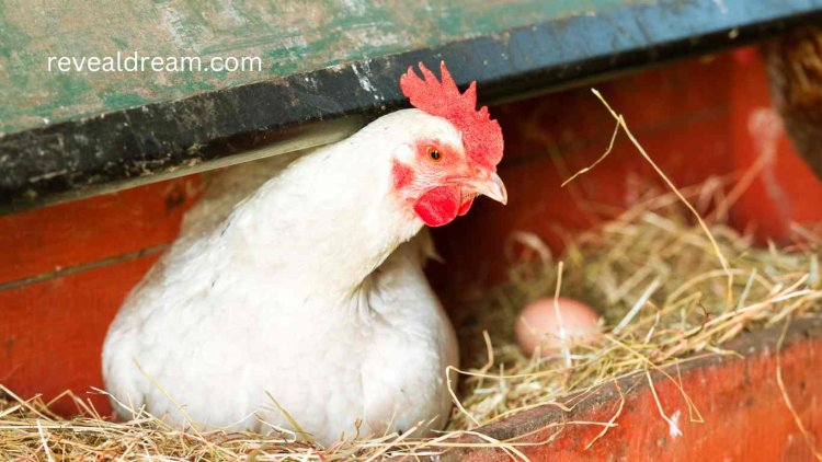 White Chicken Laying Eggs