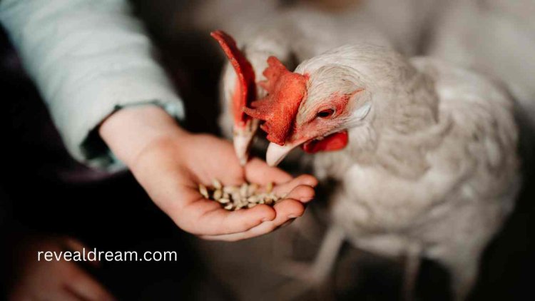 Feeding a White Chicken