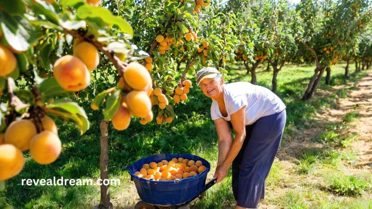 Harvesting Apricots