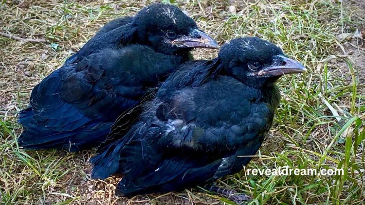 Baby Crow