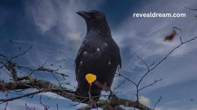 Crow Dream Meanings - What Does It Mean?