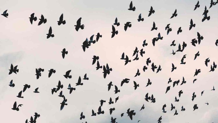 Flock of Crows