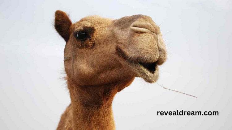 Camel Dream Meanings - What Do Camel Symbolize