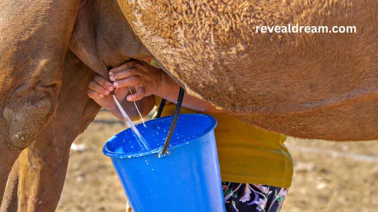 Camel Milk